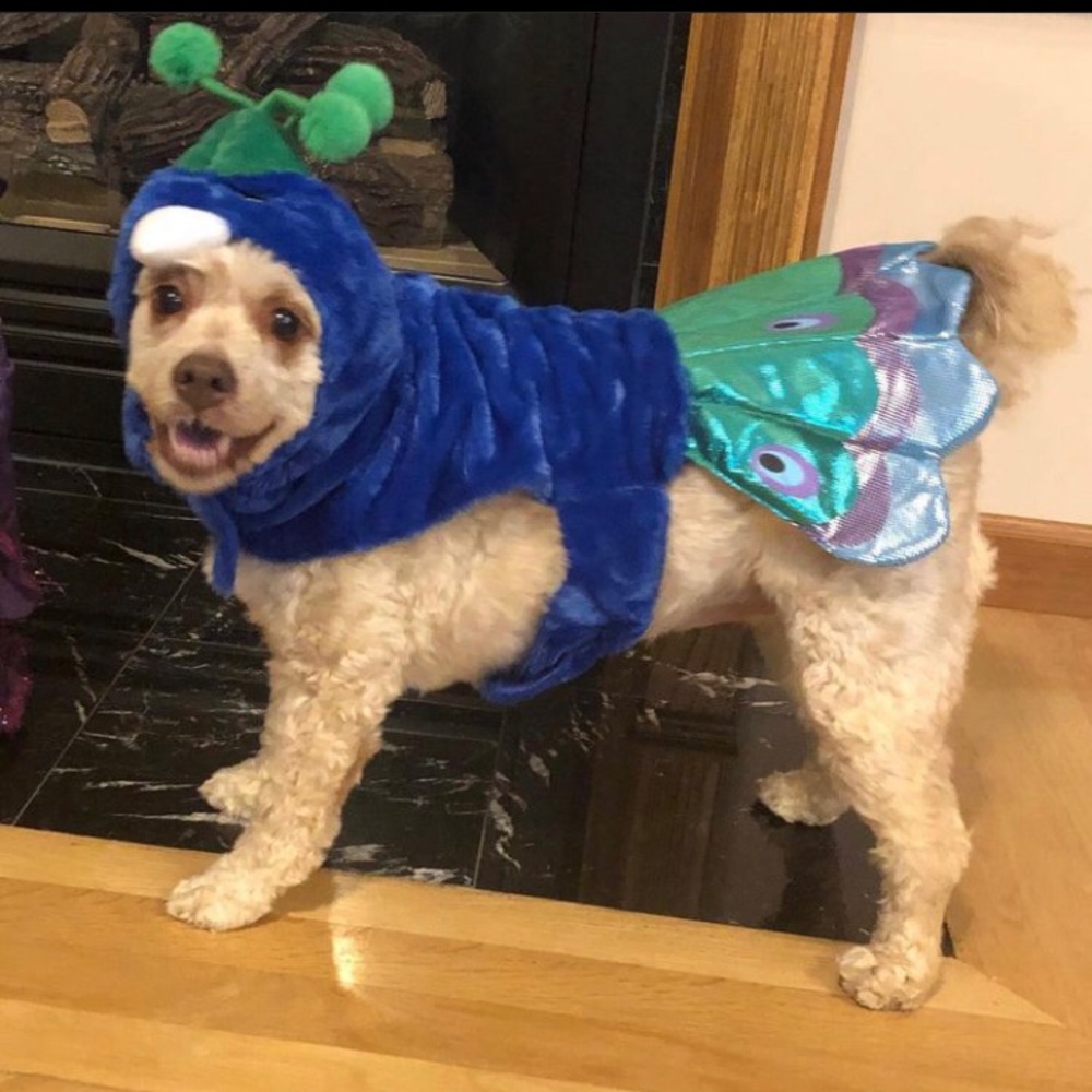 Size large peacock dog costume